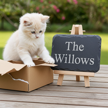 Kitten playing with a cardboard box on a wooden surface with 'The Willows' sign in the background.