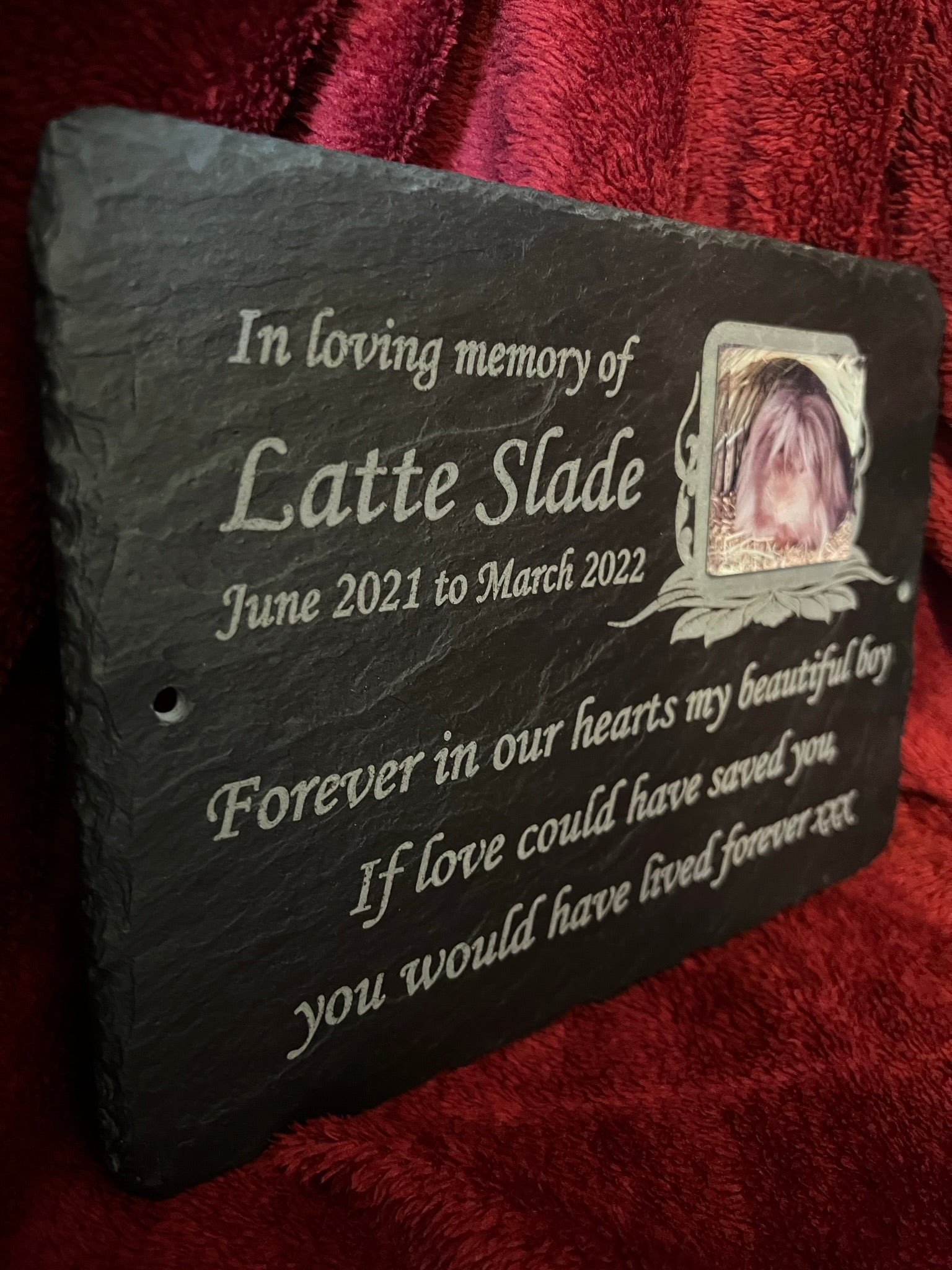Guinea pig memorial with photo