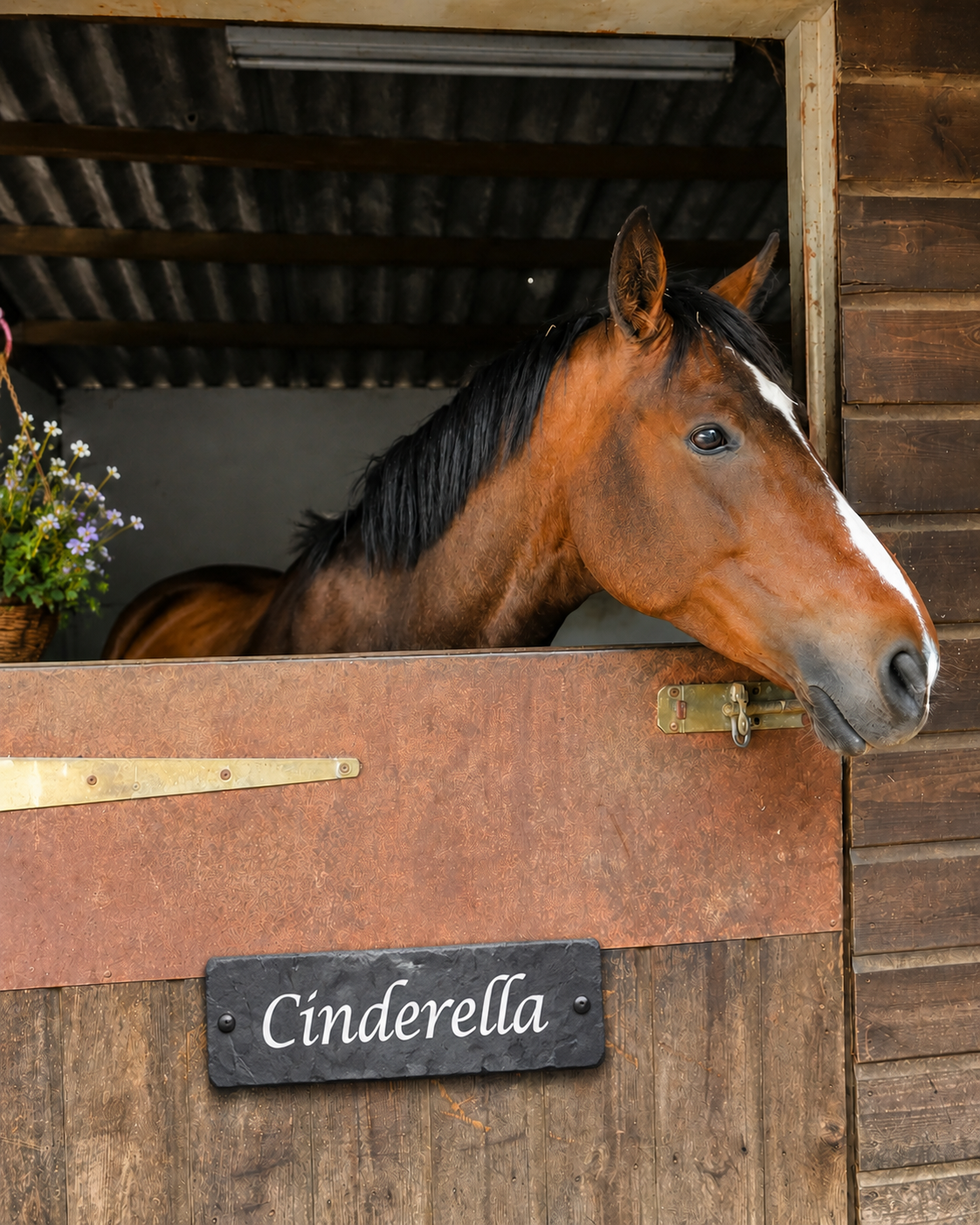 A brown horse with a white blaze peering over a wooden stable door labeled 'Cinderella' in white script. The stable interior with a corrugated metal roof is visible behind the horse, and a small potted plant hangs on the left.